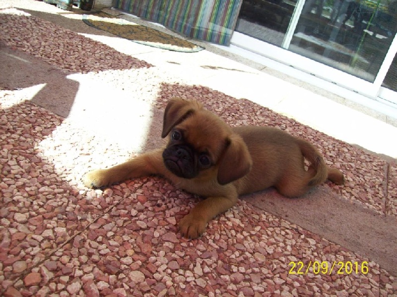 Des Frenchs Boules D'astree - Petit Brabançon - Portée née le 24/06/2016