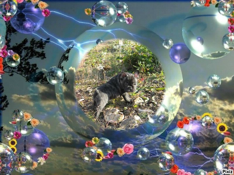 Des Frenchs Boules D'astree - Bouledogue français - Portée née le 29/09/2012